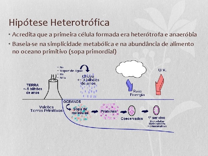 Hipótese Heterotrófica • Acredita que a primeira célula formada era heterótrofa e anaeróbia •