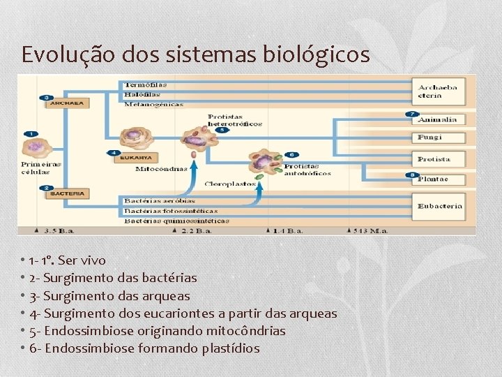 Evolução dos sistemas biológicos • • • 1 - 1º. Ser vivo 2 -