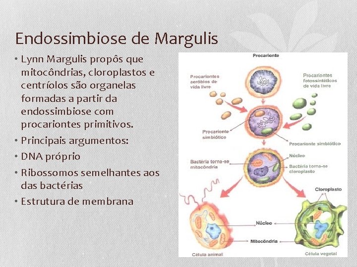 Endossimbiose de Margulis • Lynn Margulis propôs que mitocôndrias, cloroplastos e centríolos são organelas