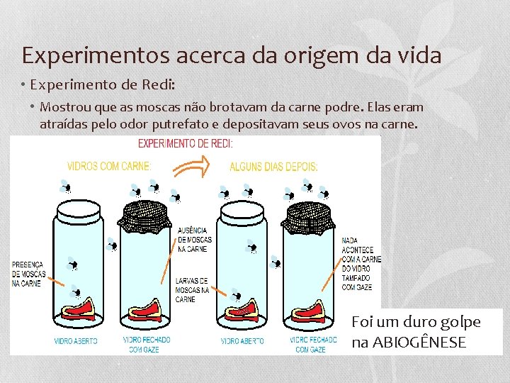 Experimentos acerca da origem da vida • Experimento de Redi: • Mostrou que as