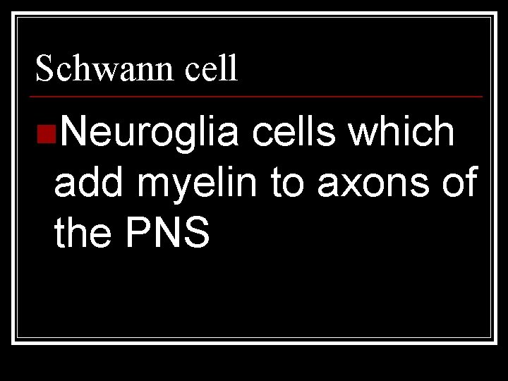 Schwann cell n. Neuroglia cells which add myelin to axons of the PNS 