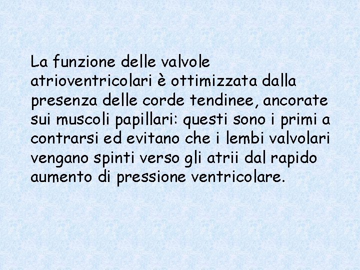 La funzione delle valvole atrioventricolari è ottimizzata dalla presenza delle corde tendinee, ancorate sui