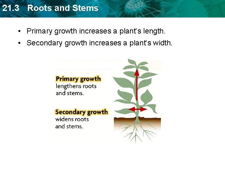 21. 3 Roots and Stems • Primary growth increases a plant’s length. • Secondary