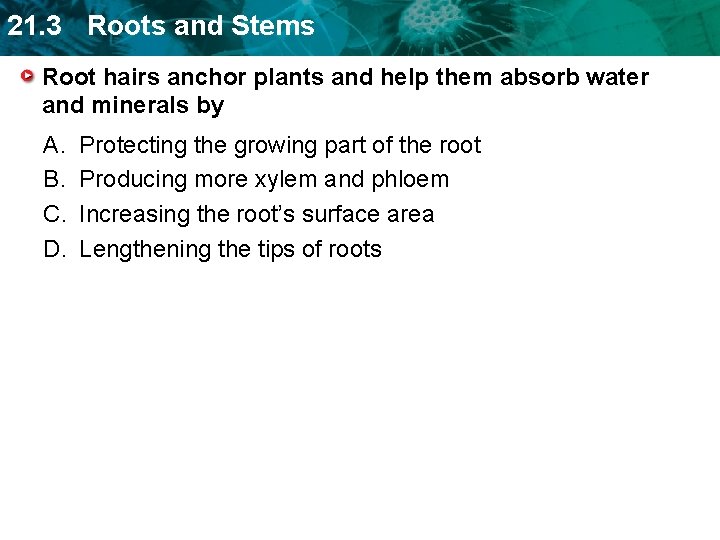 21. 3 Roots and Stems Root hairs anchor plants and help them absorb water