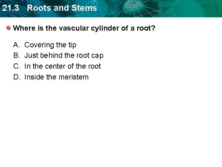 21. 3 Roots and Stems Where is the vascular cylinder of a root? A.