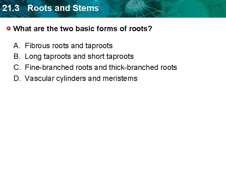 21. 3 Roots and Stems What are the two basic forms of roots? A.