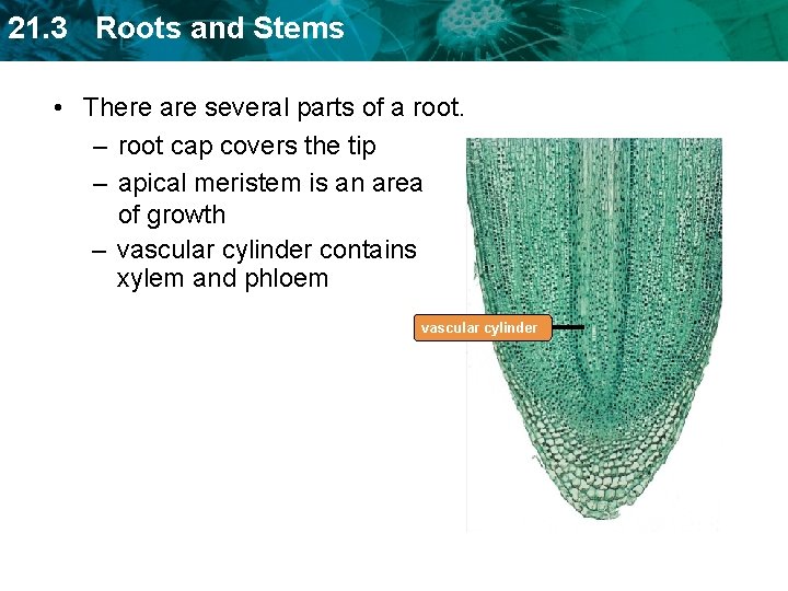 21. 3 Roots and Stems • There are several parts of a root. –