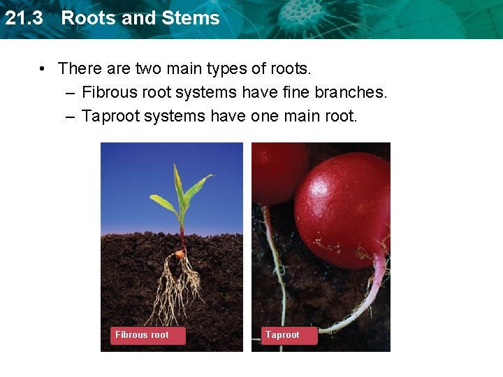 21. 3 Roots and Stems • There are two main types of roots. –