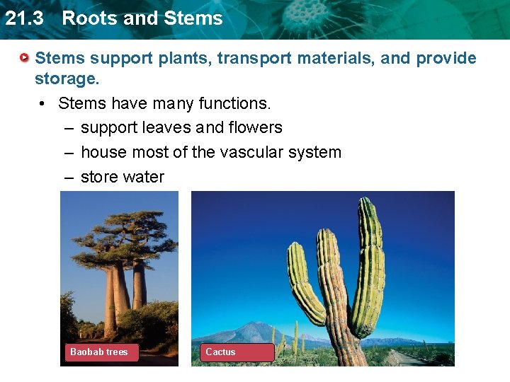 21. 3 Roots and Stems support plants, transport materials, and provide storage. • Stems