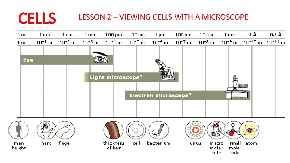 CELLS LESSON 2 – VIEWING CELLS WITH A MICROSCOPE 