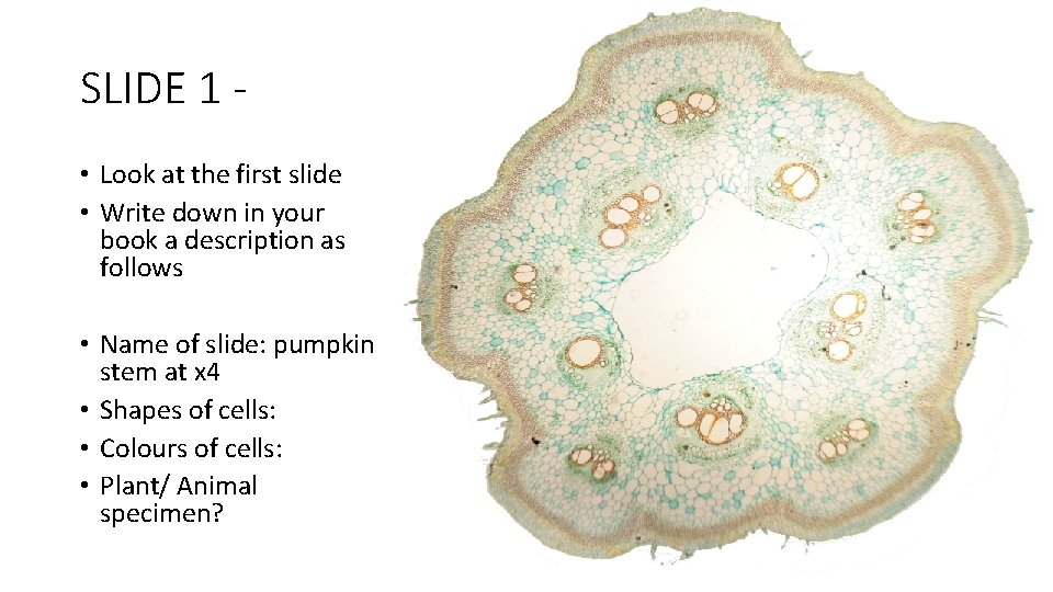 SLIDE 1 • Look at the first slide • Write down in your book