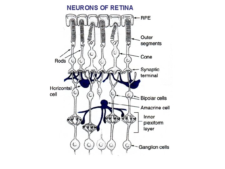 NEURONS OF RETINA 