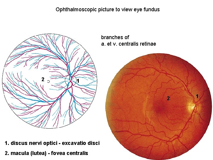 Ophthalmoscopic picture to view eye fundus branches of a. et v. centralis retinae 2