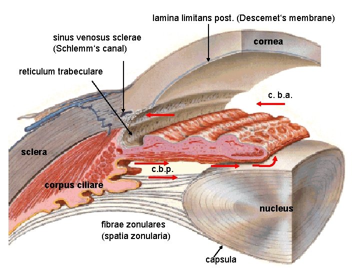 lamina limitans post. (Descemet‘s membrane) sinus venosus sclerae (Schlemm‘s canal) cornea reticulum trabeculare c.