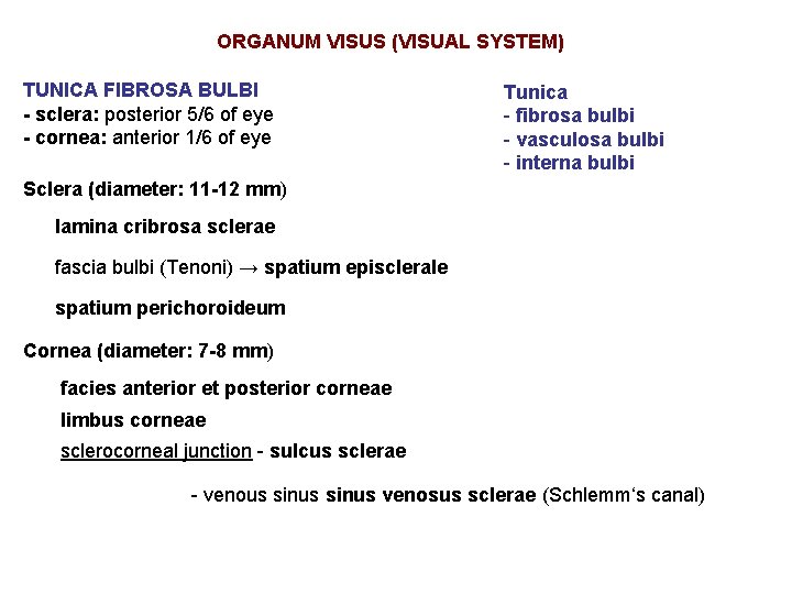 ORGANUM VISUS (VISUAL SYSTEM) TUNICA FIBROSA BULBI - sclera: posterior 5/6 of eye -