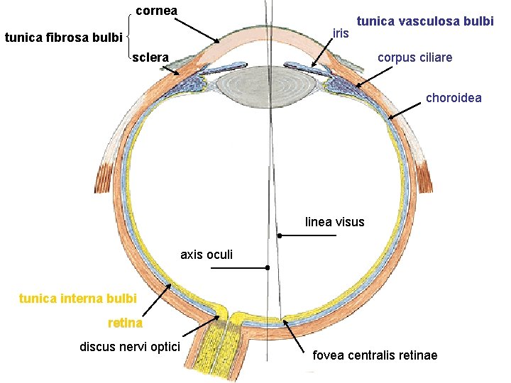 cornea iris tunica fibrosa bulbi tunica vasculosa bulbi sclera corpus ciliare choroidea linea visus