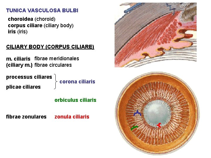 TUNICA VASCULOSA BULBI choroidea (choroid) corpus ciliare (ciliary body) iris (iris) CILIARY BODY (CORPUS