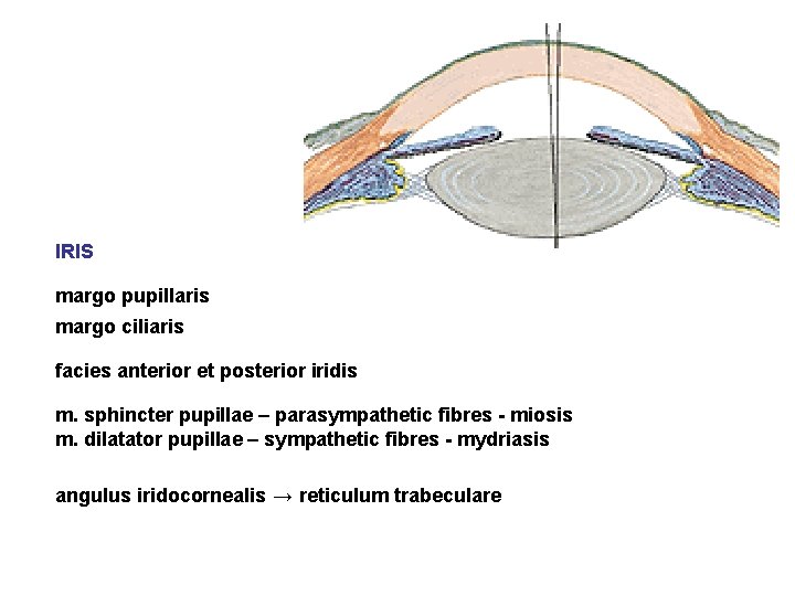 IRIS margo pupillaris margo ciliaris facies anterior et posterior iridis m. sphincter pupillae –