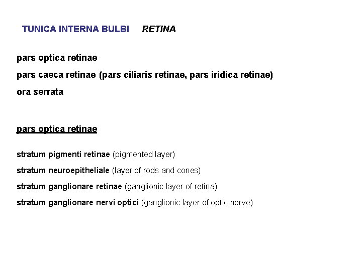 TUNICA INTERNA BULBI RETINA pars optica retinae pars caeca retinae (pars ciliaris retinae, pars