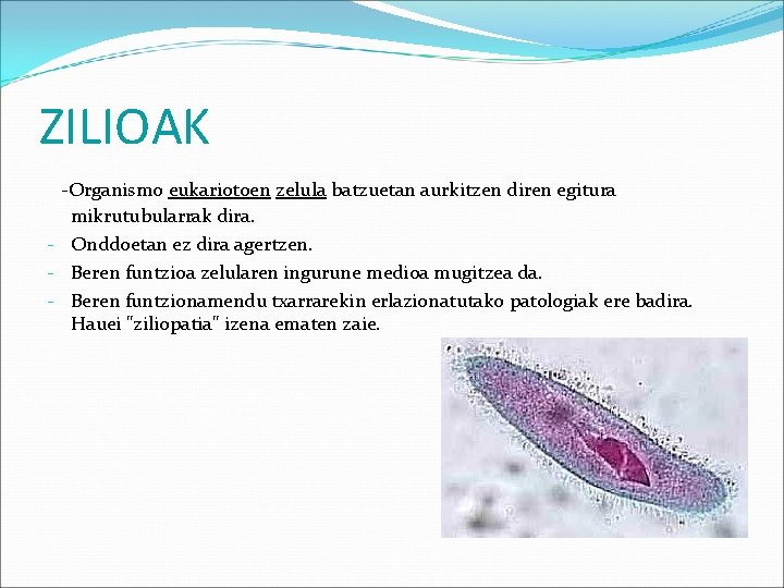 ZILIOAK -Organismo eukariotoen zelula batzuetan aurkitzen diren egitura mikrutubularrak dira. - Onddoetan ez dira