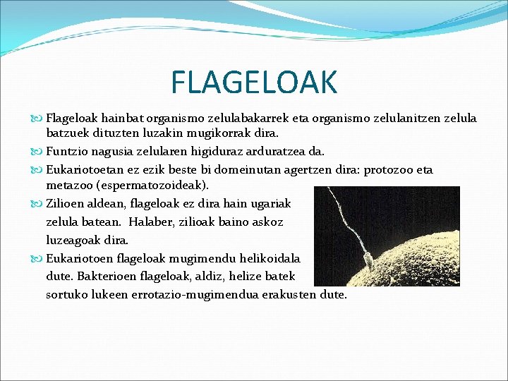 FLAGELOAK Flageloak hainbat organismo zelulabakarrek eta organismo zelulanitzen zelula batzuek dituzten luzakin mugikorrak dira.