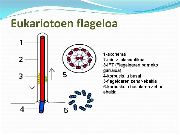 Eukariotoen flageloa 1 -axonema 2 -mintz plasmatikoa 3 -IFT (Flageloaren barneko garraioa) 4 -korpuskulu