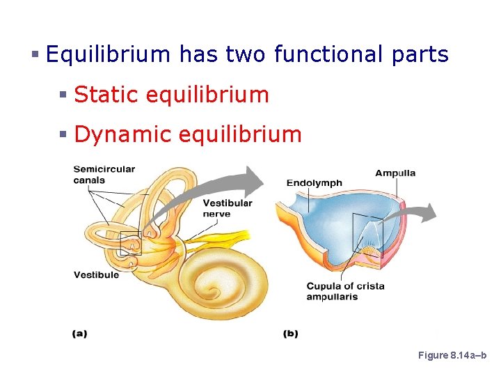 Organs of Equilibrium § Equilibrium has two functional parts § Static equilibrium § Dynamic