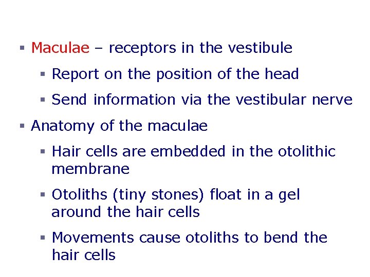 Static Equilibrium § Maculae – receptors in the vestibule § Report on the position