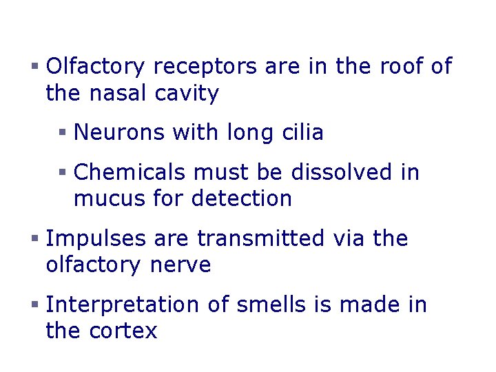 Olfaction – The Sense of Smell § Olfactory receptors are in the roof of