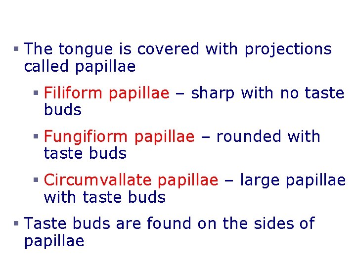The Tongue and Taste § The tongue is covered with projections called papillae §