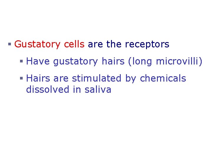 Structure of Taste Buds § Gustatory cells are the receptors § Have gustatory hairs