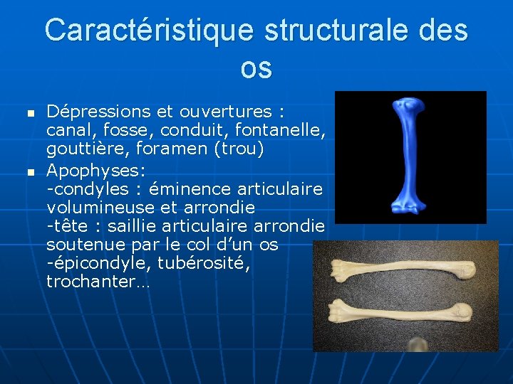 Caractéristique structurale des os n n Dépressions et ouvertures : canal, fosse, conduit, fontanelle,