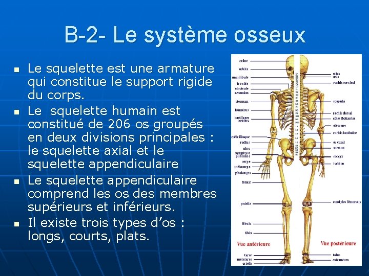 B-2 - Le système osseux n n Le squelette est une armature qui constitue