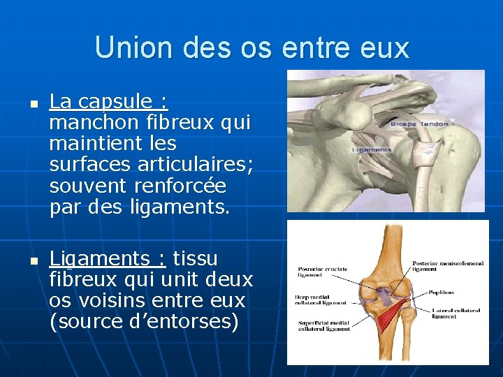 Union des os entre eux n n La capsule : manchon fibreux qui maintient