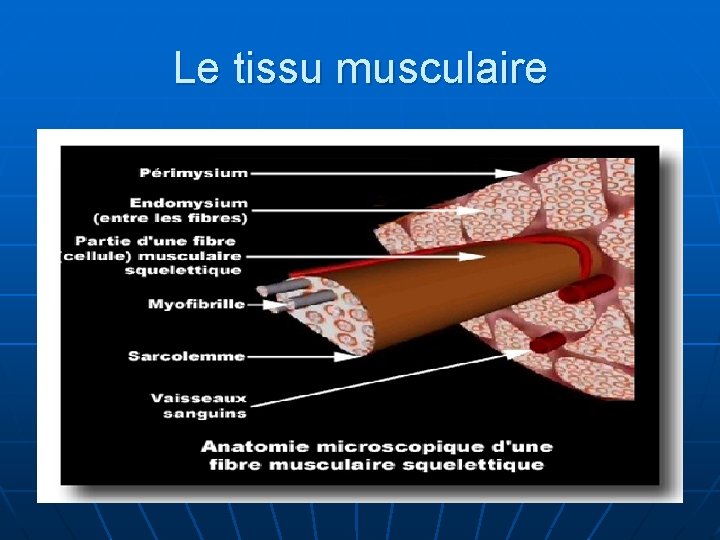 Le tissu musculaire 