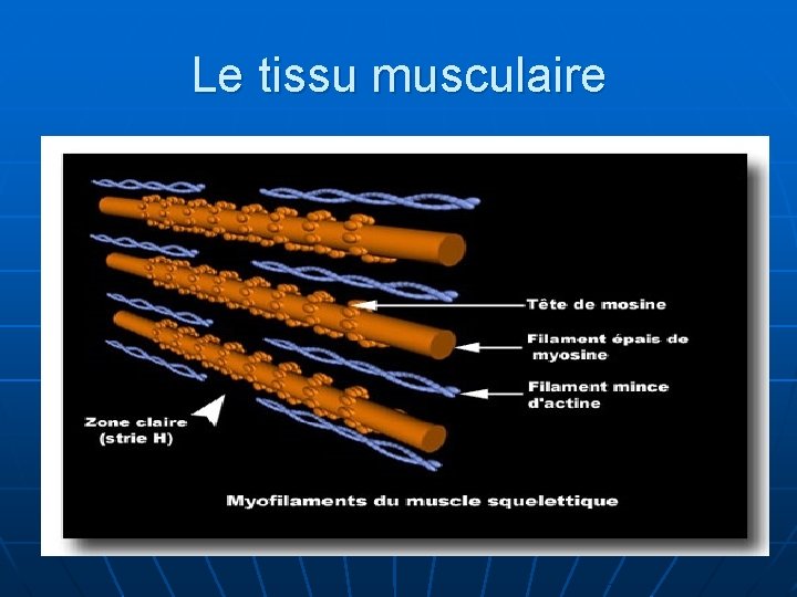 Le tissu musculaire 