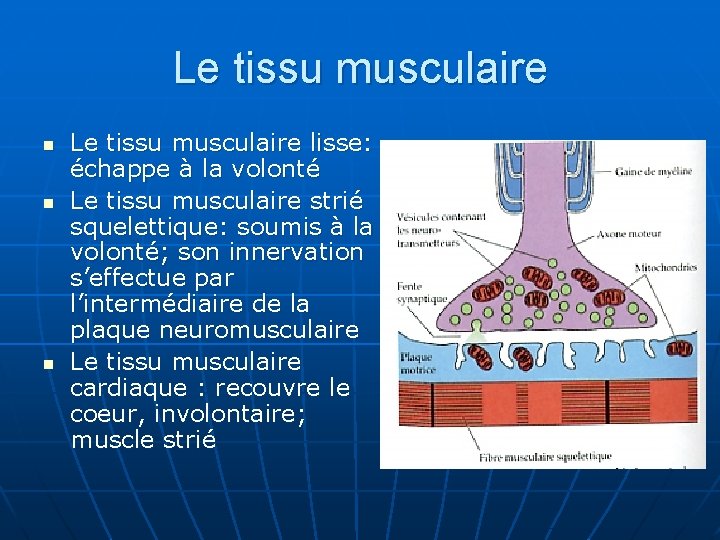 Le tissu musculaire n n n Le tissu musculaire lisse: échappe à la volonté