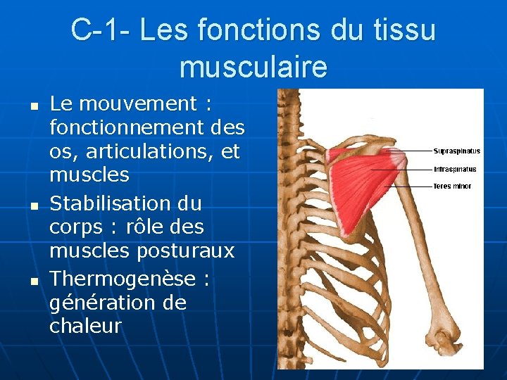 C-1 - Les fonctions du tissu musculaire n n n Le mouvement : fonctionnement