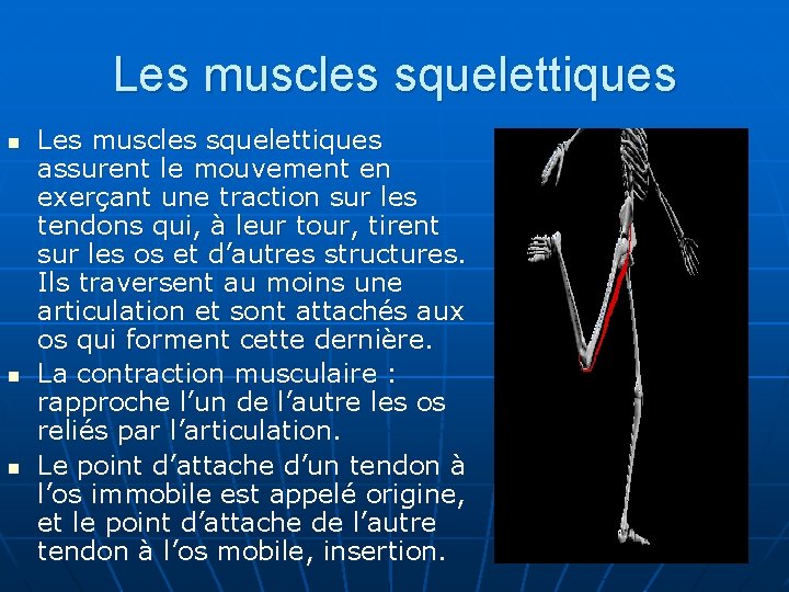 Les muscles squelettiques n n n Les muscles squelettiques assurent le mouvement en exerçant