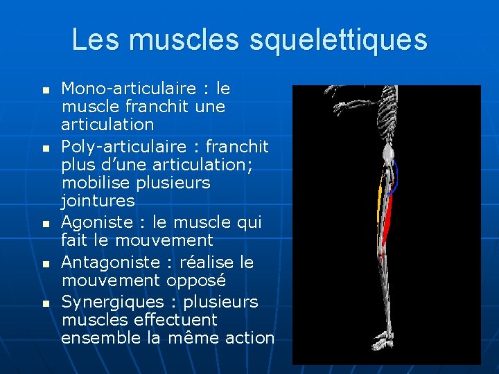 Les muscles squelettiques n n n Mono-articulaire : le muscle franchit une articulation Poly-articulaire