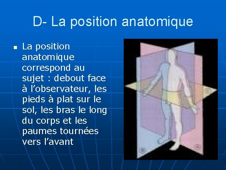 D- La position anatomique n La position anatomique correspond au sujet : debout face