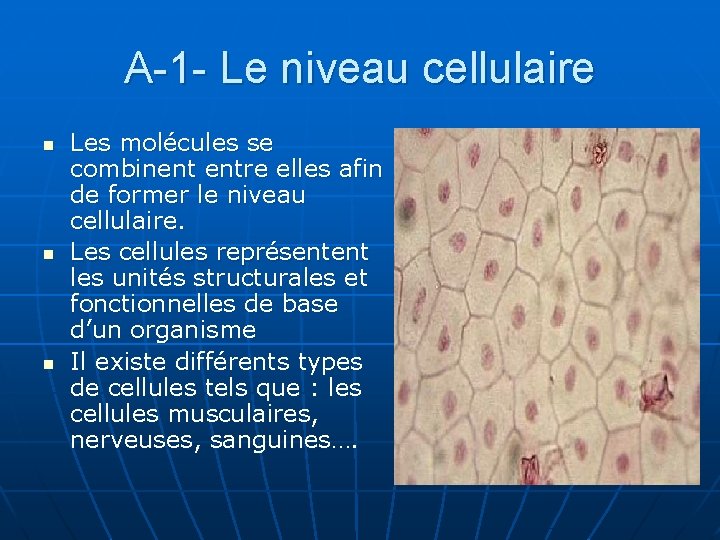 A-1 - Le niveau cellulaire n n n Les molécules se combinent entre elles