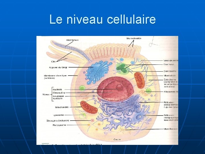 Le niveau cellulaire 