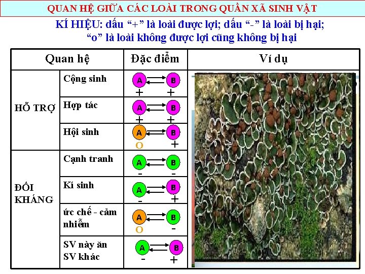 QUAN HỆ GIỮA CÁC LOÀI TRONG QUẦN XÃ SINH VẬT KÍ HIỆU: dấu “+”