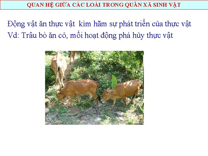 QUAN HỆ GIỮA CÁC LOÀI TRONG QUẦN XÃ SINH VẬT Động vật ăn thực