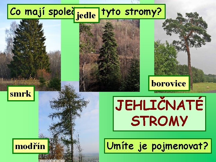 Co mají společného jedle tyto stromy? smrk modřín borovice JEHLIČNATÉ STROMY Umíte je pojmenovat?