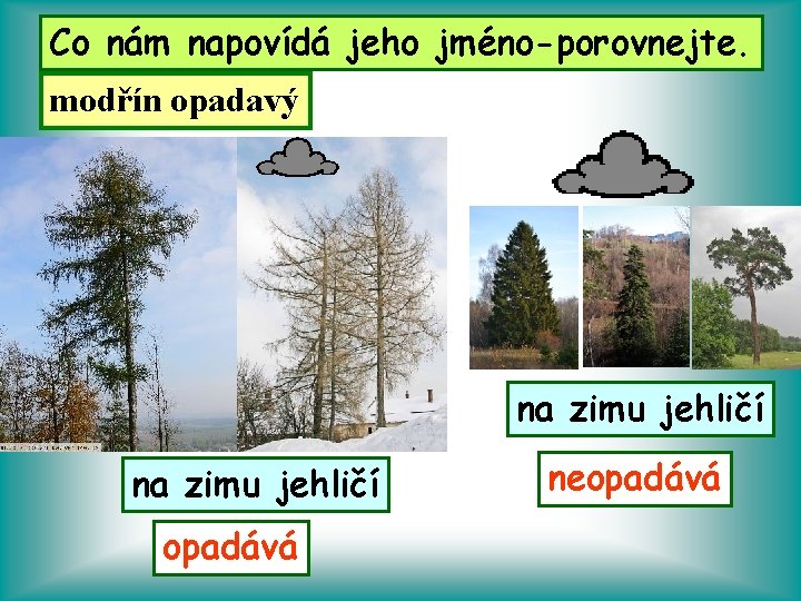 Poznáte Co nám napovídá tento jehličnatý jeho jméno-porovnejte. strom? modřín opadavý na zimu jehličí