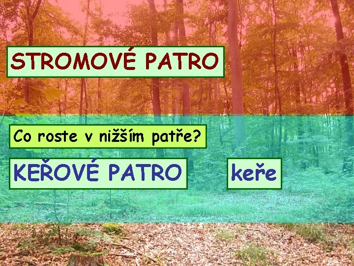 STROMOVÉ PATRO Co roste v nižším patře? KEŘOVÉ PATRO keře 