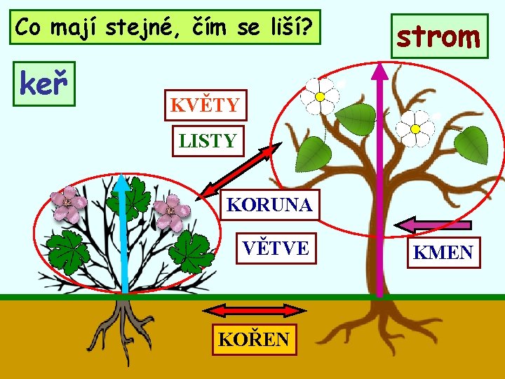 Co mají stejné, čím se liší? keř strom KVĚTY LISTY KORUNA VĚTVE KOŘEN KMEN