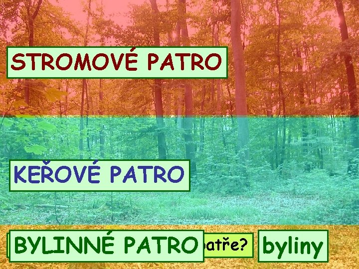 STROMOVÉ PATRO KEŘOVÉ PATRO Co roste v ještě nižším patře? BYLINNÉ PATRO byliny 